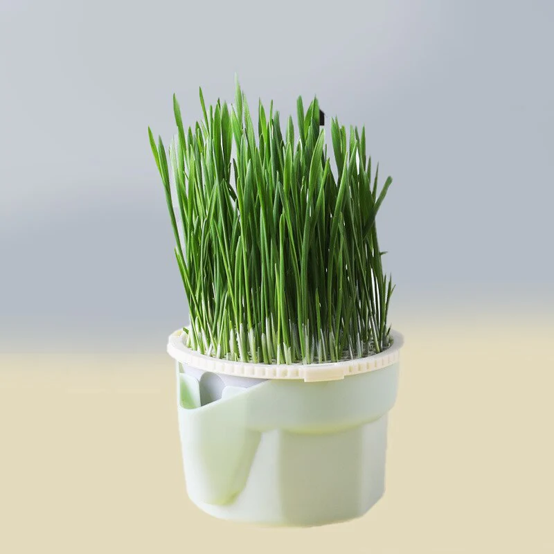Cat Snack Mint Planting Pot