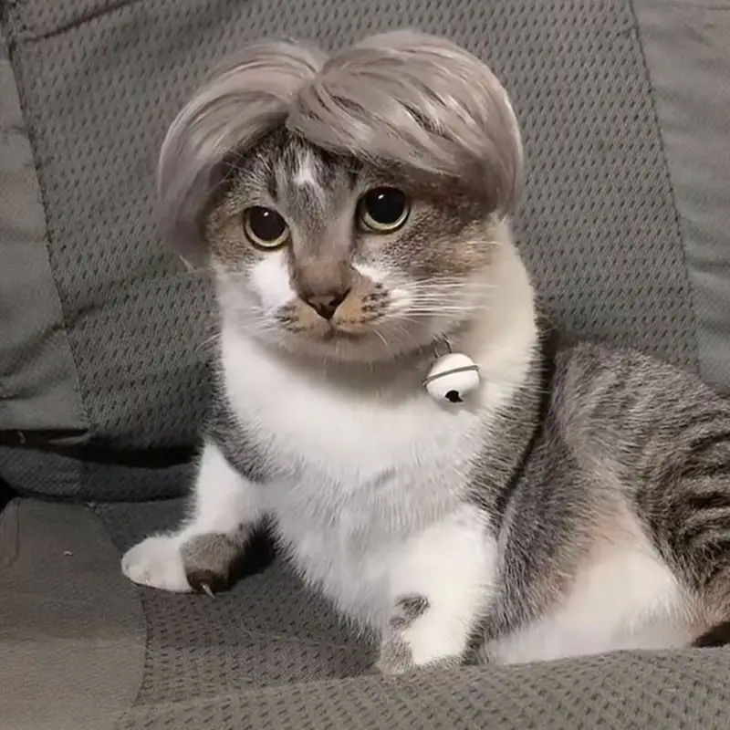 Auntie Style Funny Pet Wig - Image 2