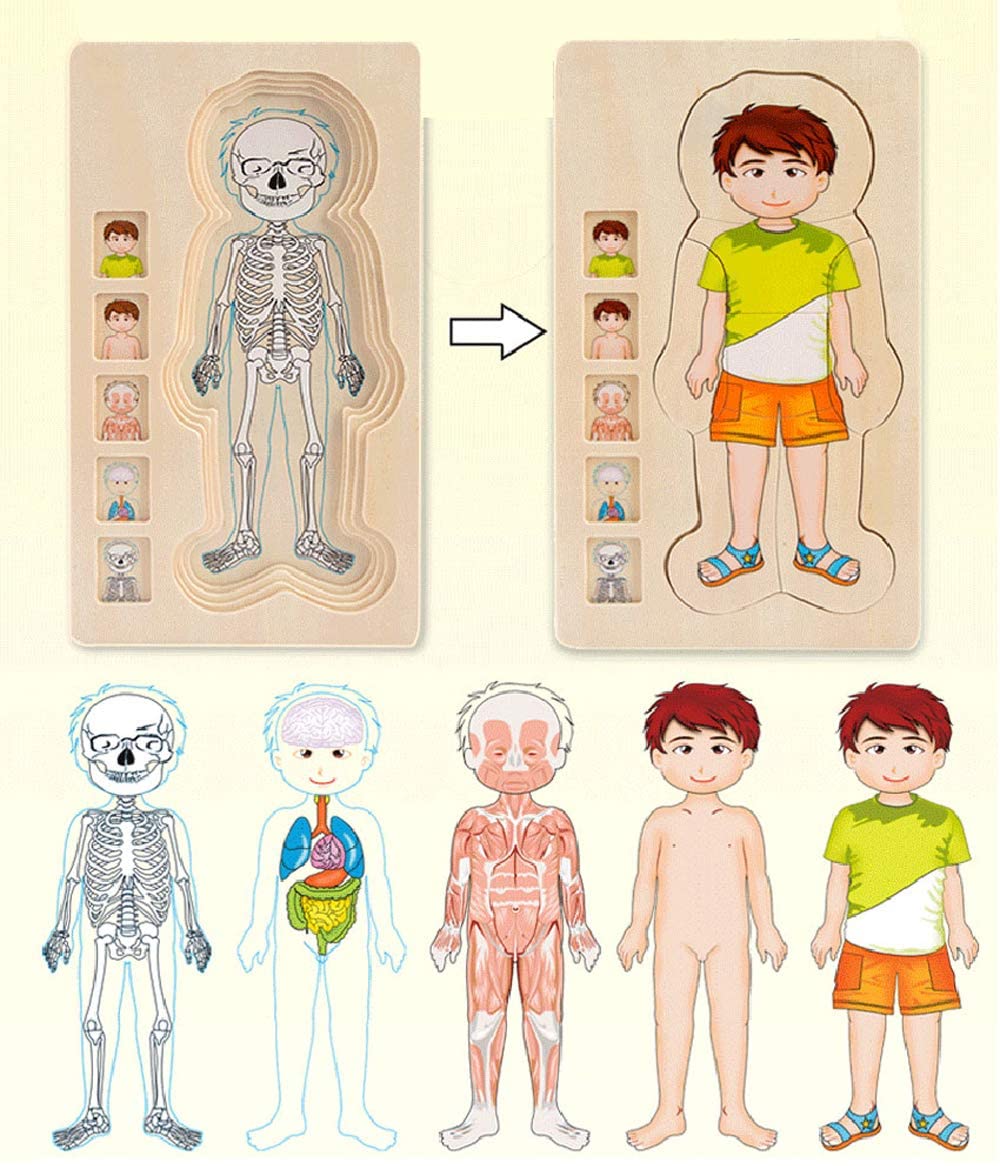 Anatomy Explorer Interactive Human Body Toy - Image 2