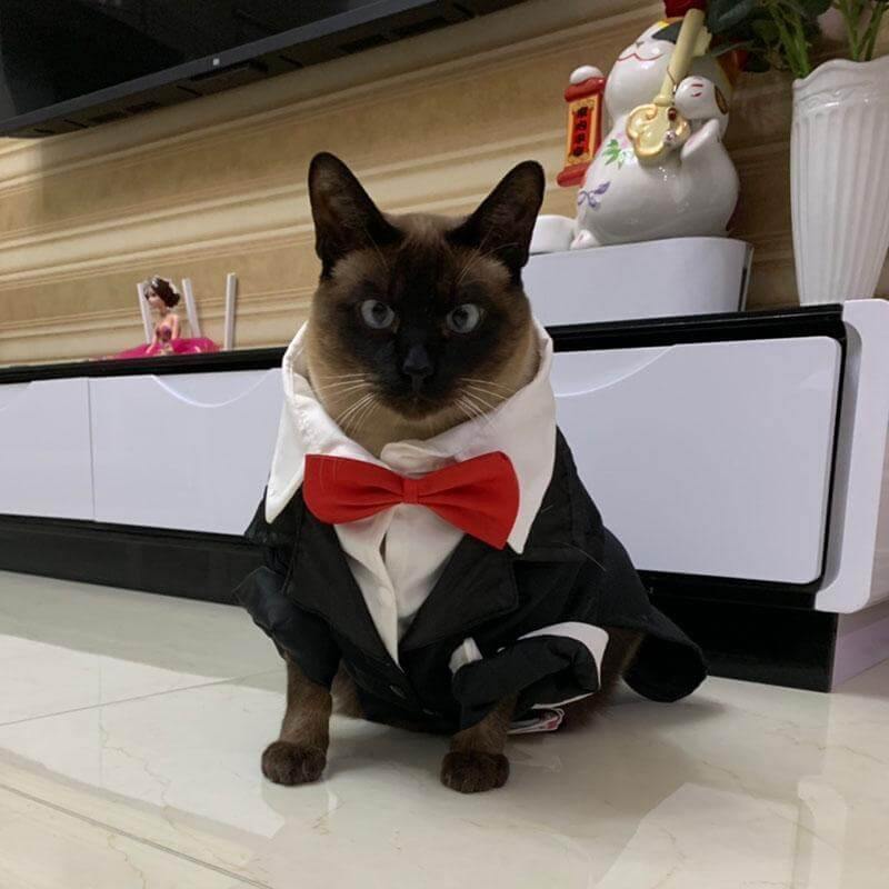 Pet Suit Costume - Image 2