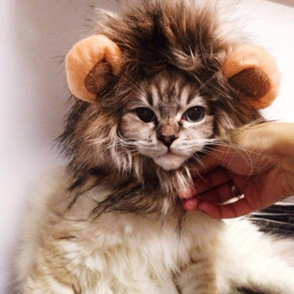 Lion Cat Wig - Image 3