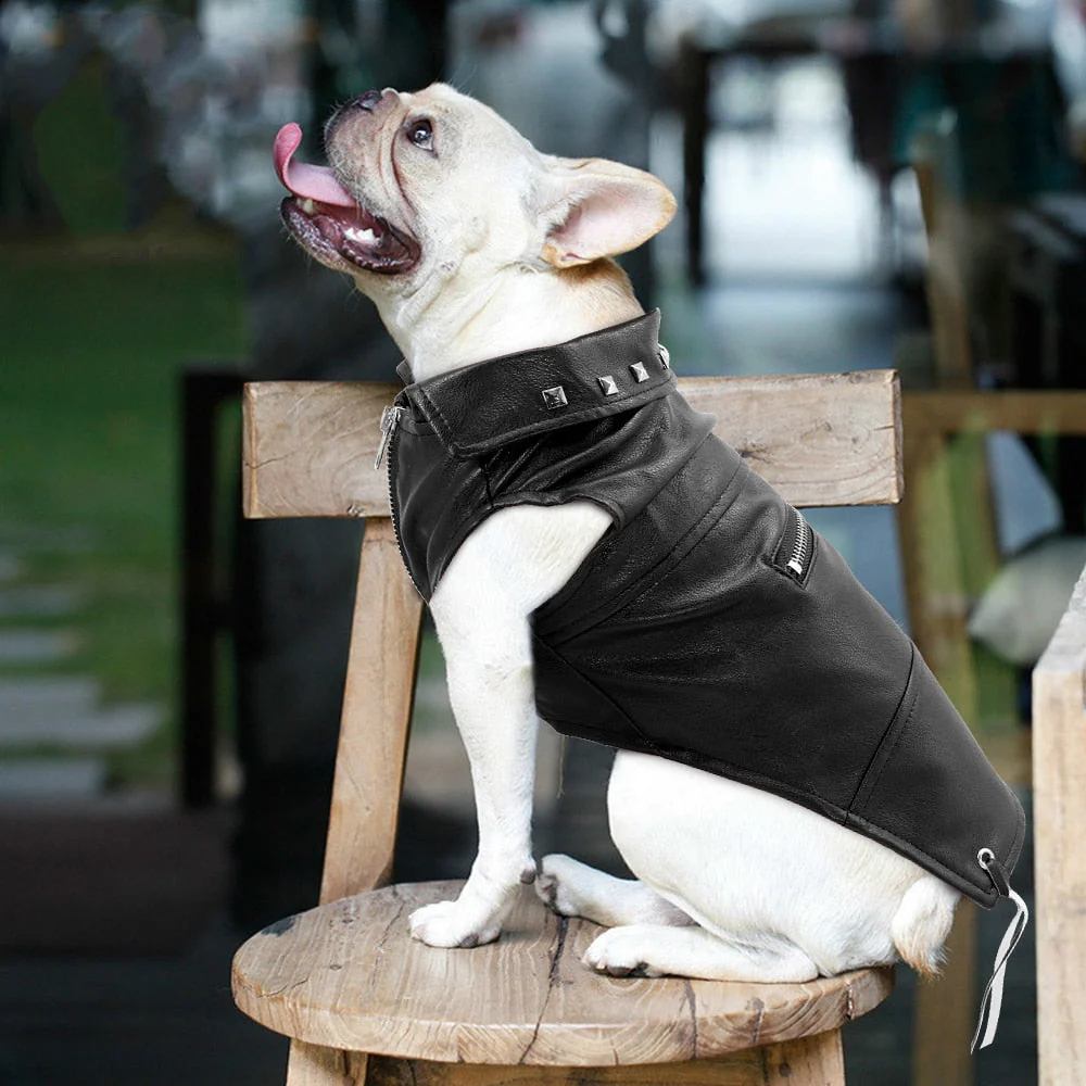 Cool Cute Leather Pet Jacket - Image 1