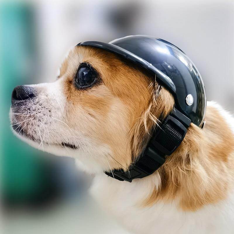 Cool Pet Fashion Helmet & Riding Cap - Image 2